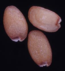 Cardamine heleniae. Seeds.
 Image: P.B. Heenan © Landcare Research 2019 CC BY 3.0 NZ
